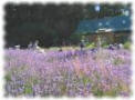 Aromatherapy - Lavender