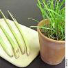 aromatherapy - Lemongrass