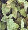 Aromatherapy - Patchouli