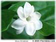 Aromatherapy - Jasmine